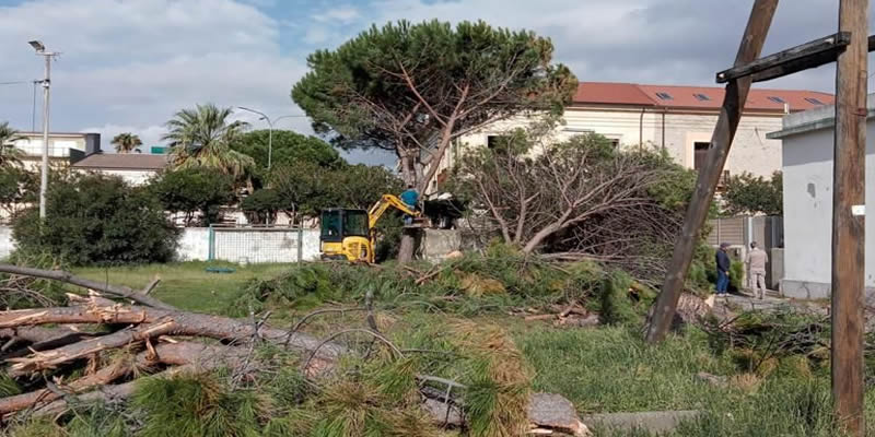 Nuova Calabria, intervento sulla vicenda dei pini tagliati (senza apparente motivo) sul lungomare di Bovalino