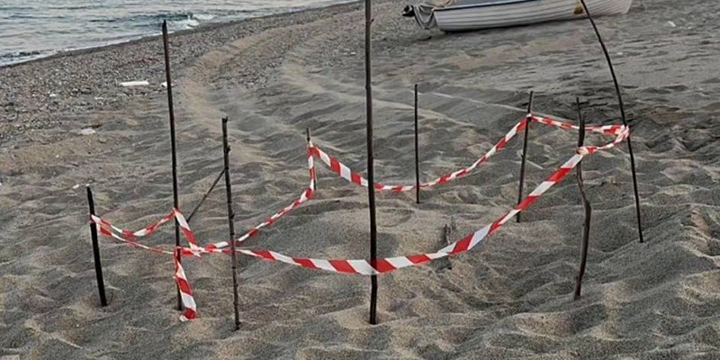 Stilo, uova di tartaruga scomparse: chi sa parli