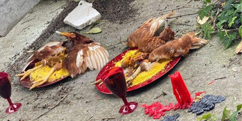 Riti oscuri nel cimitero : polli morti e simboli inquietanti, la città trema