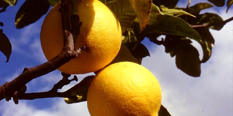 Bergamotto IGP, stallo nell’iter: la protesta dei produttori fa tappa a Locri