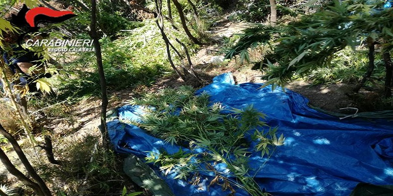 Ennesimo ritrovamento di canapa nella Locride