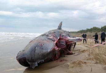 Carcassa di Capodoglio di 16 mt, trovata nel Cosentino.