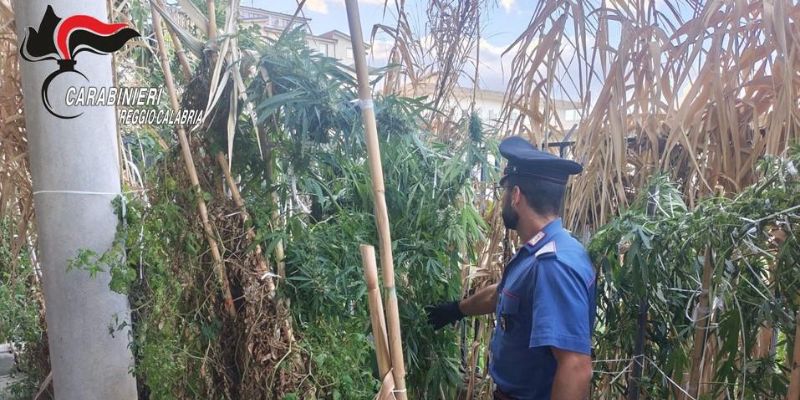 Africo: già ai domiciliari, nascondeva piantagione di cannabis nelle pertinenze di casa