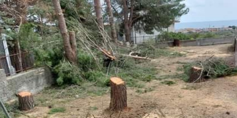 Nuova Calabria, Bovalino: la strage di alberi continua