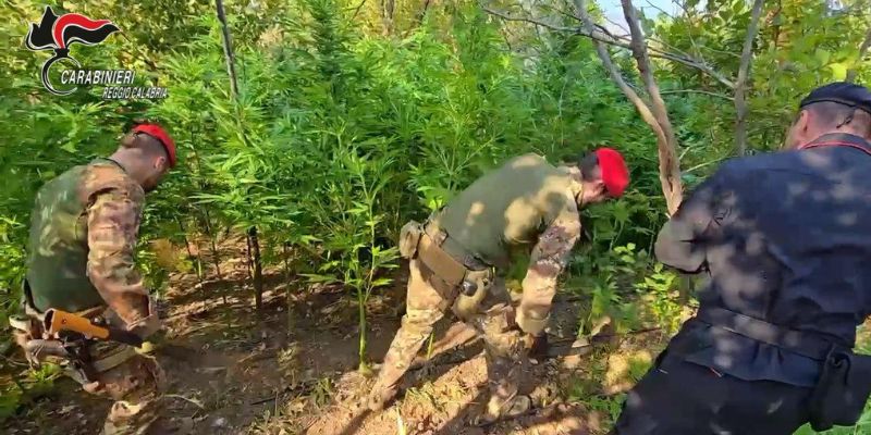 Careri: Sequestrata e distrutta piantagione di canapa indiana. Un uomo arrestato in flagranza
