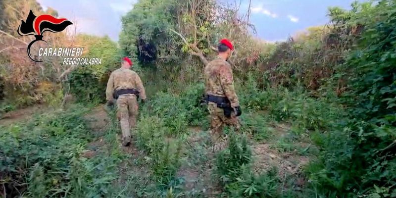 Piantagione con oltre duemila piante di marijuana. Due arresti