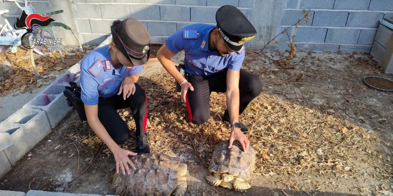 Scoperto un "mini zoo" abusivo. Animali detenuti illegalmente