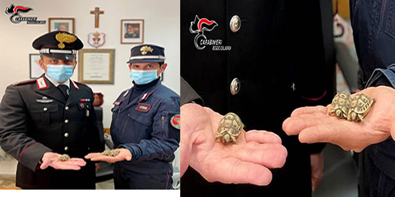 https://www.radiovenere.net:443/UserFiles/Articoli/1ARTICOLI-NUOVA/GROTTERIA/carabinieri-grotteria