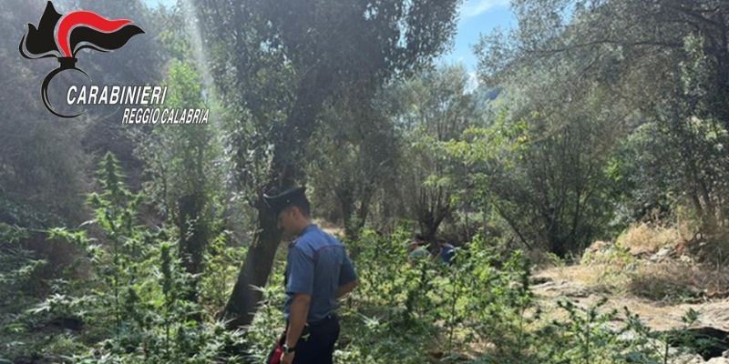 Platì: Arrestati mentre irrigavano piantagione di Marijuana