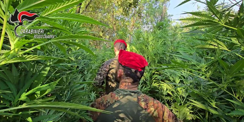 Maxi coltivazione di Marijuana : arrestato un giovane incensurato