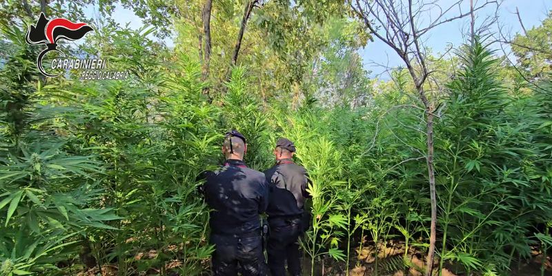 Coltivazione di canapa indiana: Arrestati in flagranza