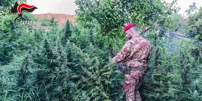 STILO E MONASTERACE (RC): DROGA, ARMI E MUNIZIONI DA GUERRA SEQUESTRATI NEL CUORE DELLA LOCRIDE.