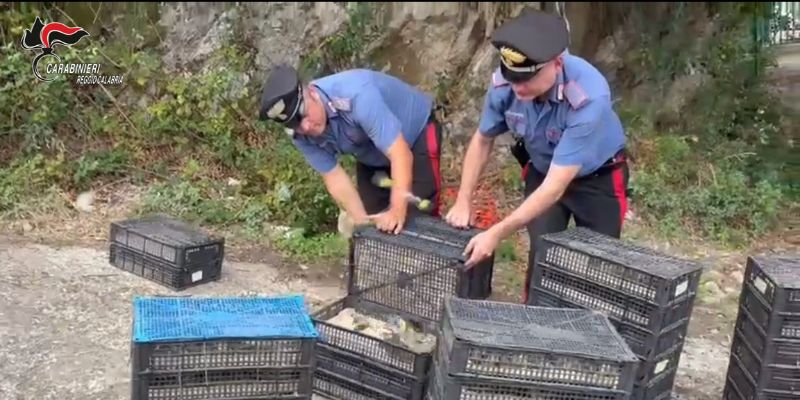 Scoperta inattesa dai Carabinieri : oltre 2.200 uccelli protetti