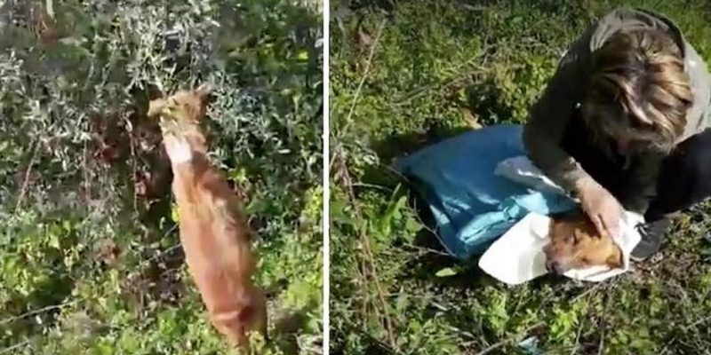 https://www.radiovenere.net:443/UserFiles/Articoli/cronaca/bovalino-cane-impiccato