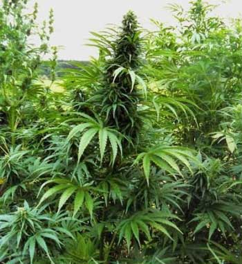 San Luca ,Sequestrate e distrutte 48 piante di Marijuana di circa 3 metri