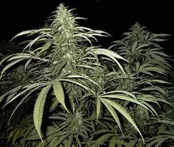 Arrestato un ventisettenne per possesso di 110 gr.  di "cannabis"
