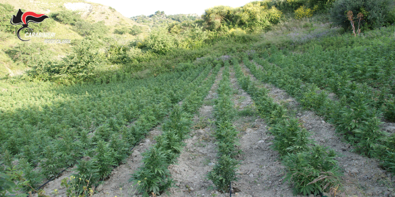 Carabinieri, maxi ritrovamento di piante di marijuana, circa dodicimila