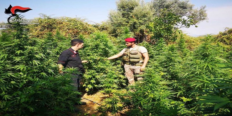 San Luca, due arresti per coltivazione di sostanza stupefacente