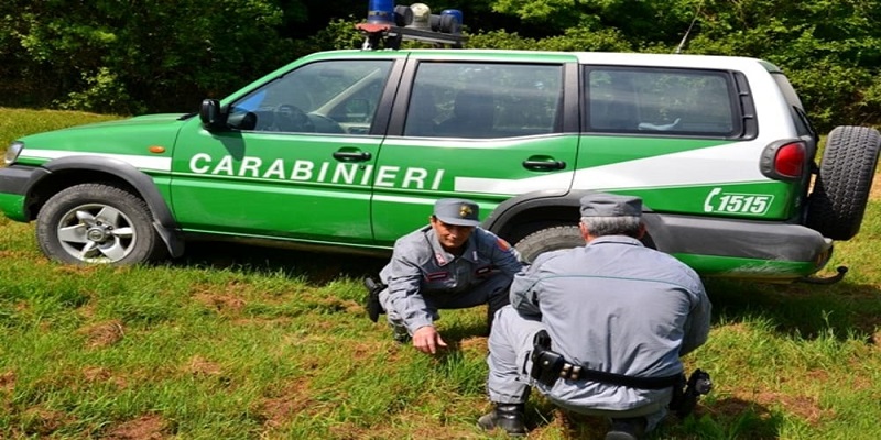 Tagliavano legna in una riserva. Denunciati due locridei a S. Giorgio Morgeto