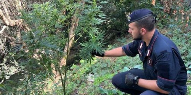 BIVONGI (RC) - Arrestati dai Carabinieri due coltivatori di marijuana