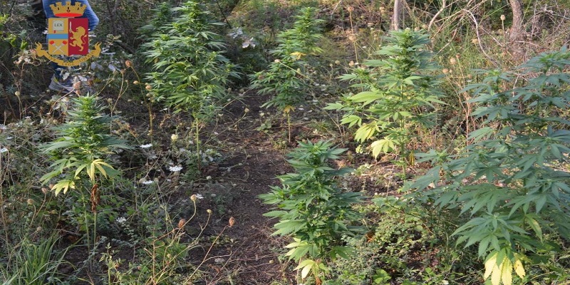 Il Commissariato di P.S. di Siderno individua e sequestra una piantagione di cannabis