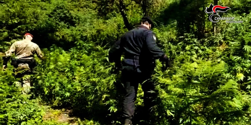 Zio e Nipote arrestati dai carabinieri per coltivazione di Marijuana