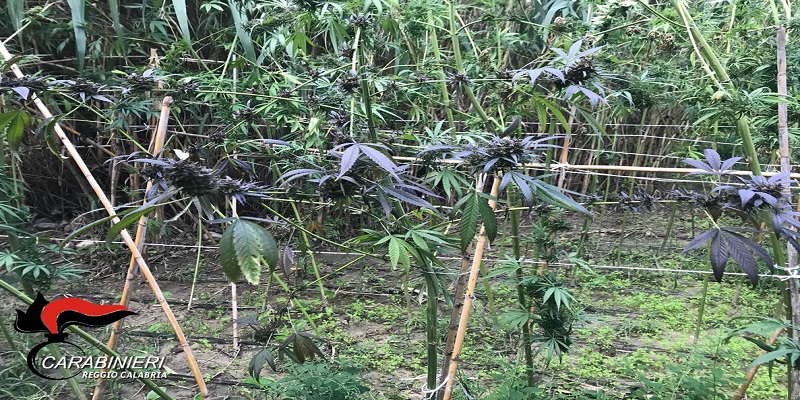 Carabinieri, rinvengono piantagione di Marijuana nel comune di Locri