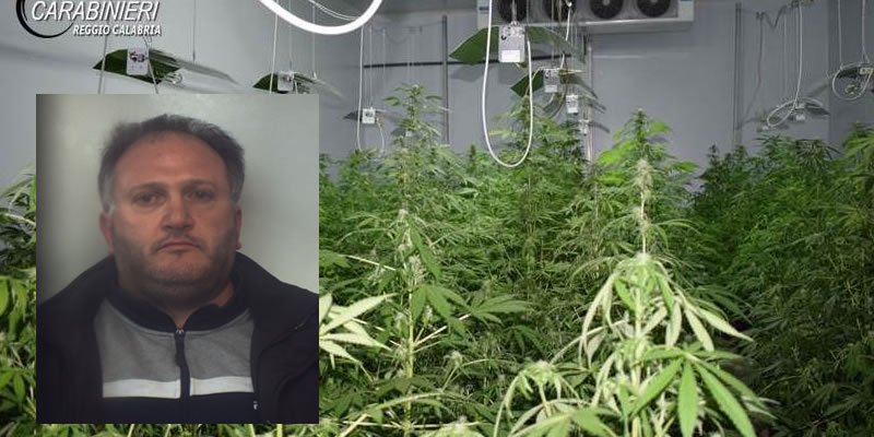 Carabinieri:Scoperto capannone industriale convertito in piantagione di marijuana, un arresto