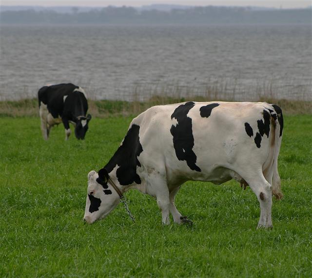 Pascola mucche in pineta a Locri, denunciato