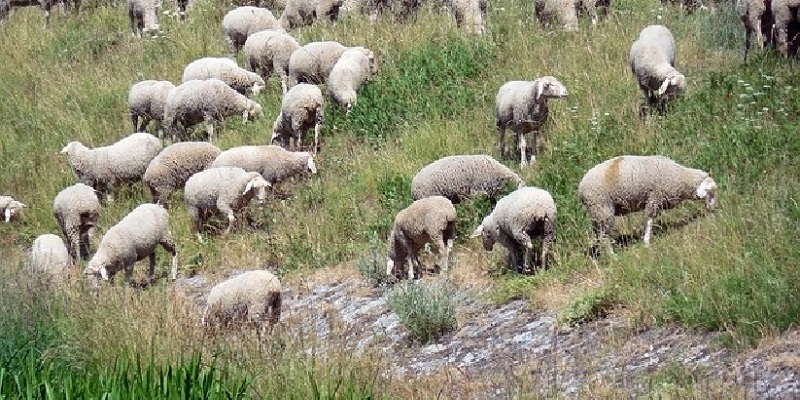 Ardore. Una denuncia per pascolo abusivo